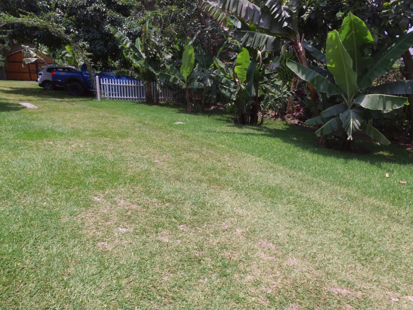 Jardín con césped y plantas de plátano junto a una cerca blanca y un vehículo azul y blanco en una casa en alquiler en Cieneguilla.