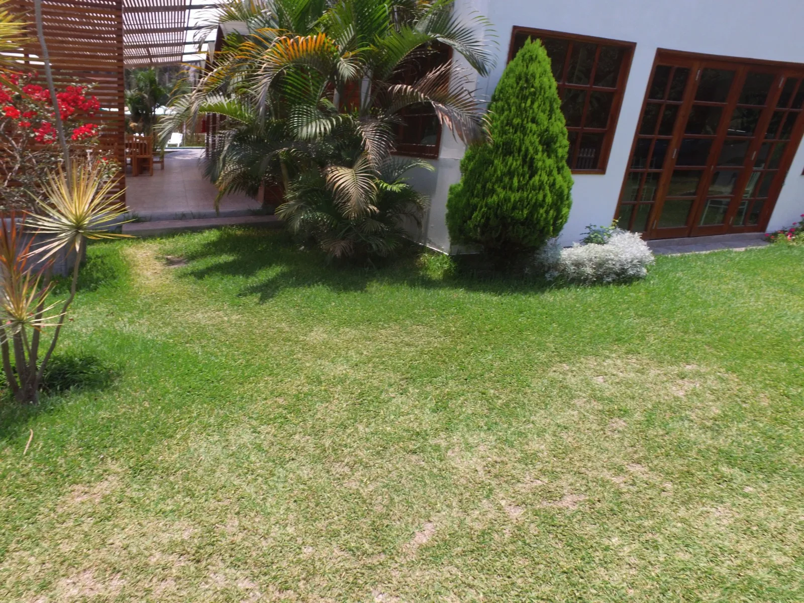 Jardín bien cuidado con césped verde, varias plantas con hojas puntiagudas y una estructura de madera en el fondo en una casa en alquiler en Cieneguilla.