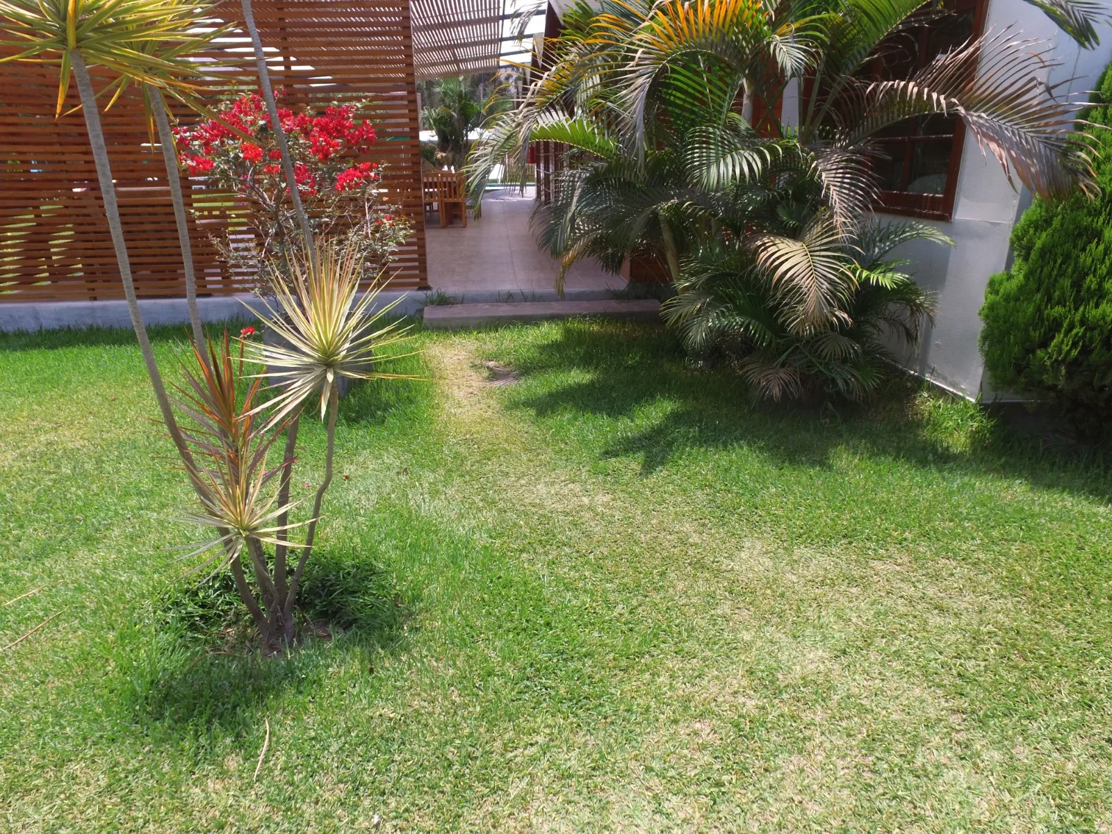 Jardín bien cuidado con césped verde, varias plantas con hojas puntiagudas y una estructura de madera en el fondo en una casa en alquiler en Cieneguilla.