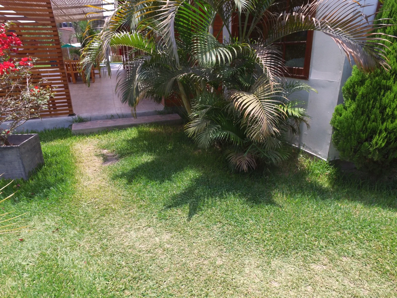 Jardín pequeño con una planta grande de hojas largas y puntiagudas, una planta en maceta con flores rojas y un arbusto podado en una casa en alquiler en Cieneguilla.